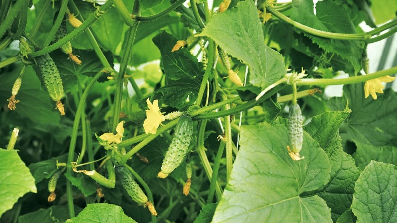 Üvegházhatású népszerű hibrid, gyönyörű névvel és bőséges terméssel - uborkák Smaragd fülbevalók