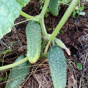 Växthus populär hybrid med ett vackert namn och riklig skörd - gurkor smaragdörhängen
