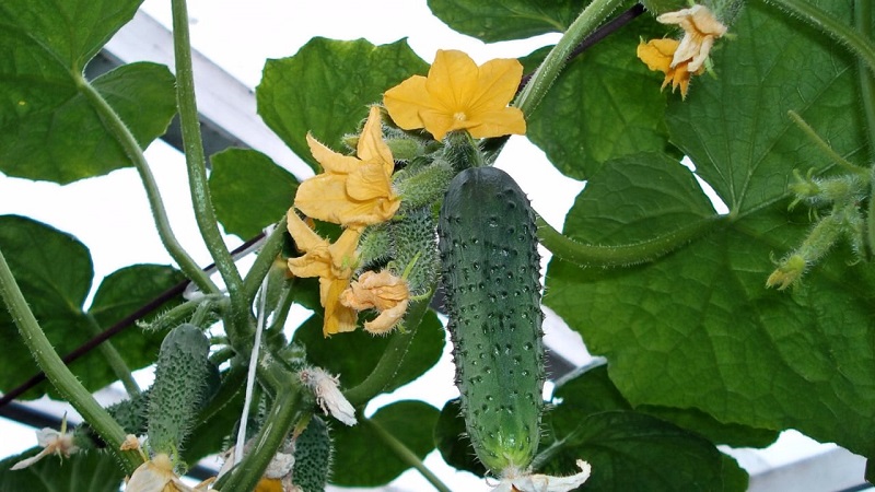 Gewächshaus beliebte Hybride mit einem schönen Namen und reichlich Ernte - Gurken Smaragd Ohrringe