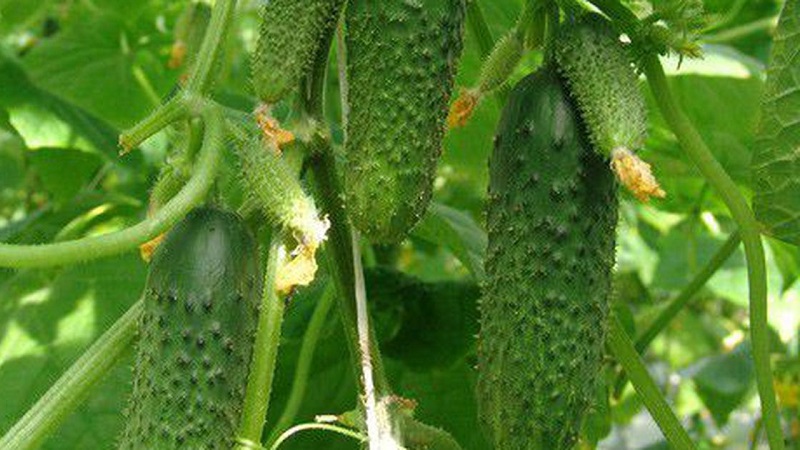 Híbrido popular de invernadero con un nombre hermoso y una cosecha abundante: pepinos Pendientes de esmeralda