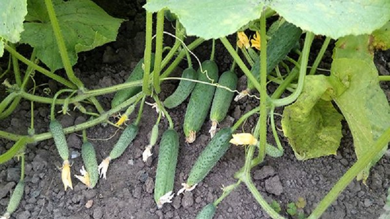 Greenhouse populaire hybride met een mooie naam en een overvloedige oogst - komkommers Emerald oorbellen