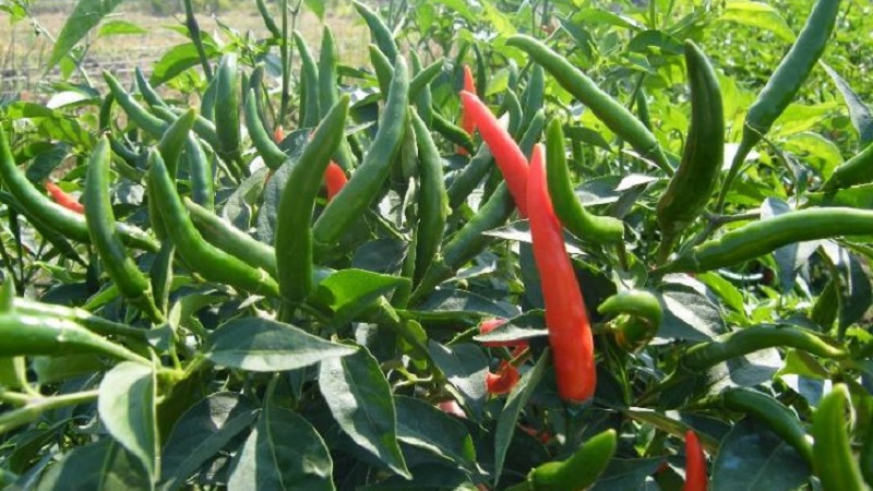 Vlastnosti a odrody papriky Pepperoni, jej pestovanie a aplikácie
