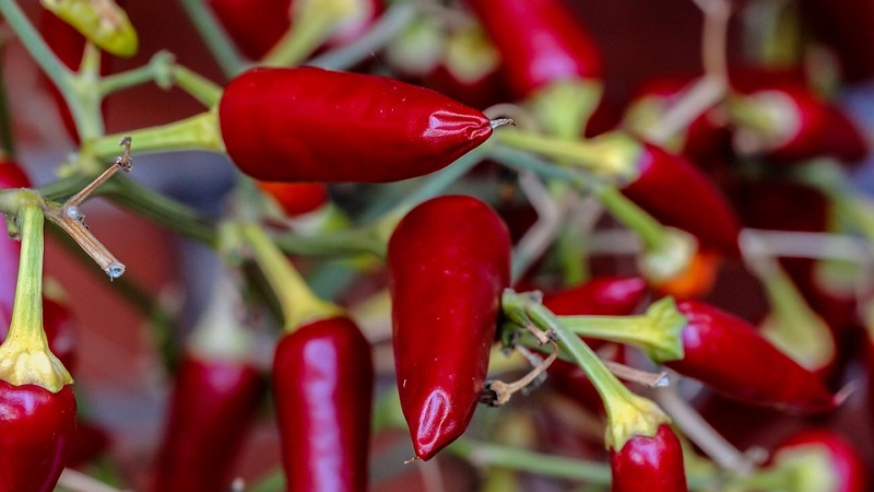 Features and varieties of Pepperoni pepper, its cultivation and applications