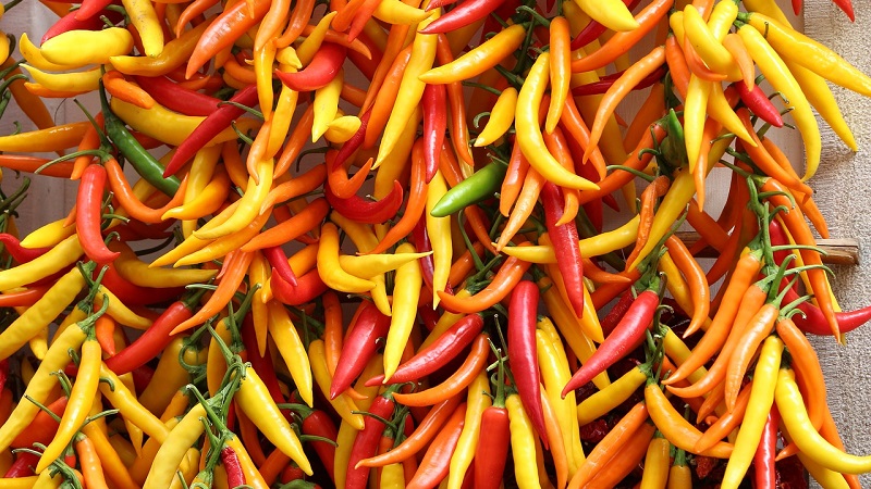 Kenmerken en variëteiten van Pepperoni-peper, de teelt en toepassingen