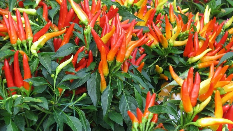 Features and varieties of Pepperoni pepper, its cultivation and applications