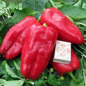Bakit sulit ang paglaki ng Atlant hybrid pepper at kung paano ito sorpresa sa iyo