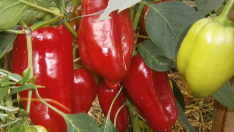 Perché vale la pena coltivare il peperone ibrido Atlant e come potrebbe sorprendervi