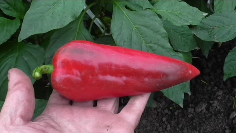 Por que vale a pena cultivar pimenta híbrida Atlant e como isso pode surpreendê-lo