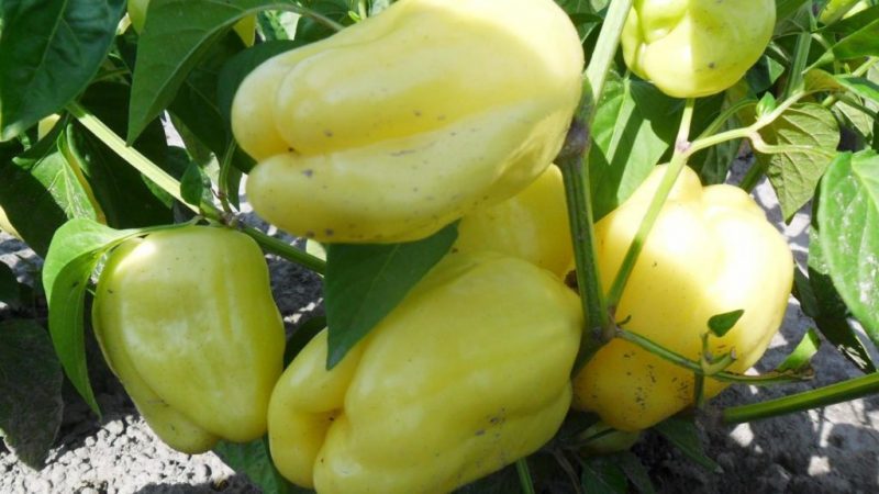 Vaut-il la peine de cultiver des poivrons en or blanc: les avantages et les inconvénients de la variété