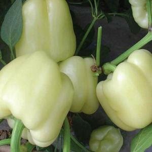 Lohnt es sich, Paprika aus Weißgold anzubauen: die Vor- und Nachteile der Sorte