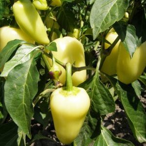 Proč je odrůda pepře Belozerka dobrá a proč stojí za to ji pěstovat na vašem webu