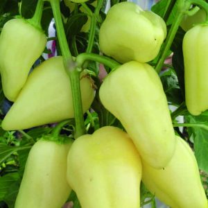Prečo je odroda papriky Belozerka dobrá a prečo sa oplatí pestovať ju na vašom webe