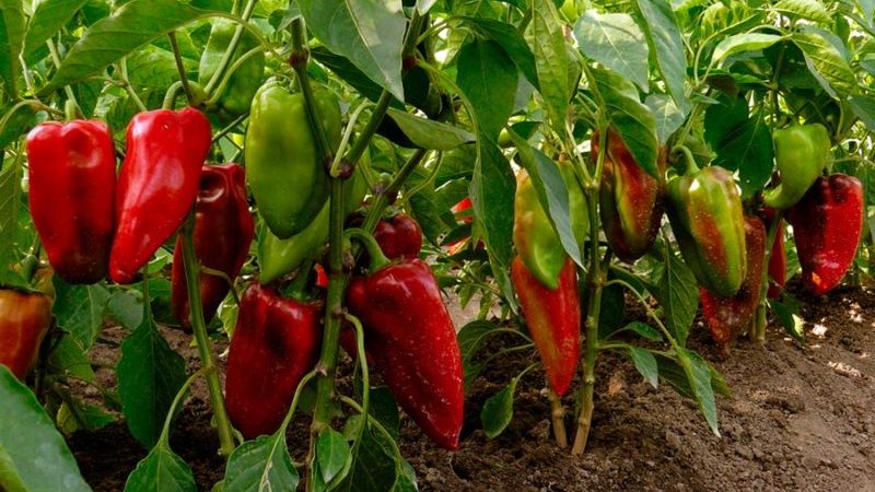 Pimenta Pinóquio híbrida para amantes de variedades doces e suculentas de alto rendimento