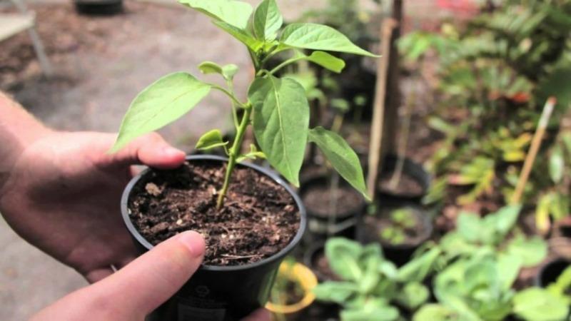 Description of pepper Gift of Moldova: what is good about the variety and how to grow it correctly