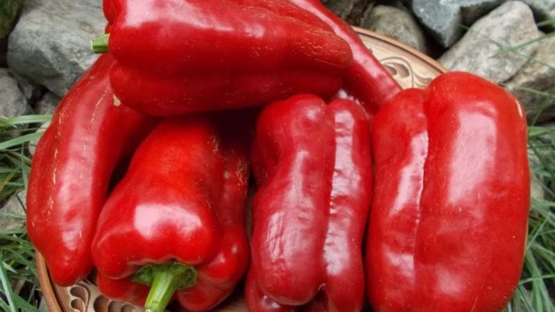 Beskrivelse av pepper Gift of Moldova: hva er bra med sorten og hvordan du dyrker den riktig