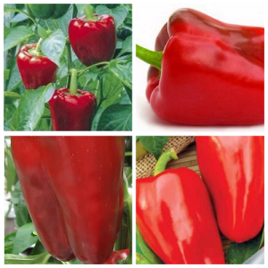 A variety that can become your pet - the cow's ear pepper and the secrets of its cultivation