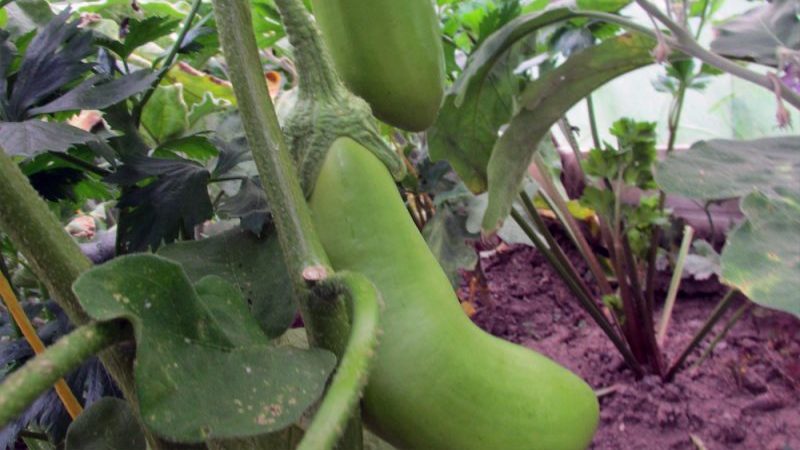 Why eggplants do not turn blue, but turn green and how this can be prevented