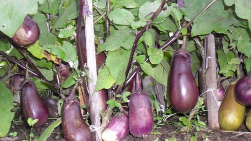 Waarom aubergines niet blauw worden, maar groen en hoe dit voorkomen kan worden