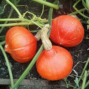 Bakit Gustung-gusto ng mga Magsasaka ang Orange Summer Pumpkin Kaya Karamihan: Isang Hybrid, Madaling Pag-aalaga At Napakahalagang Sa Pagluluto