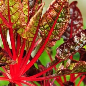 Why do beet leaves turn red and what to do about it?