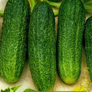 Gift from German breeders - cucumbers Libella (Libella)