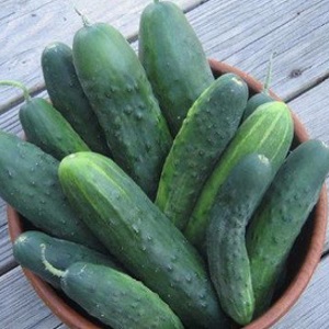 Gift from German breeders - Libella cucumbers (Libella)