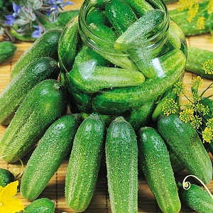 Geschenk van Duitse fokkers - komkommers Libella (Libella)