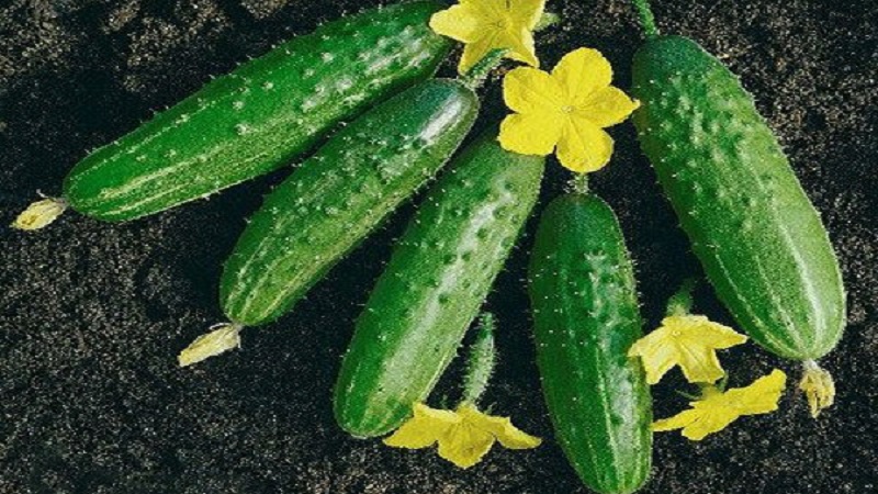 Geschenk van Duitse fokkers - Libella-komkommers (Libella)