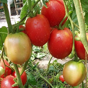 Isang regalo mula sa mga breeders ng Siberia - isang tomato Countryman: isang paglalarawan ng iba't-ibang at mga patakaran para sa paglilinang nito