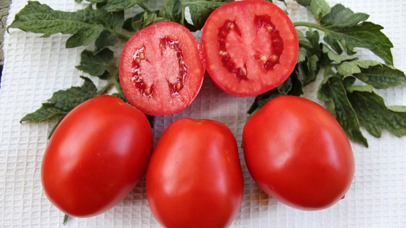 Sibirya yetiştiricilerinden bir hediye - bir domates Countryman: çeşitliliğin tanımı ve yetiştiriciliği için kurallar