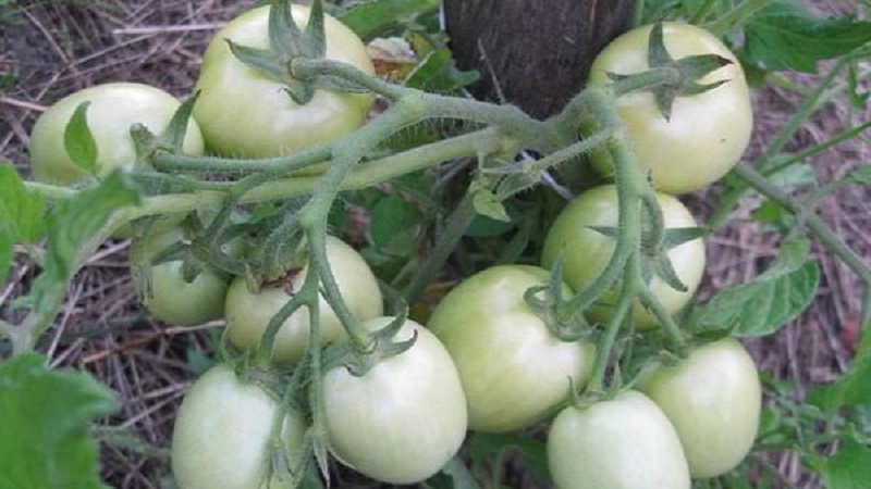 Isang regalo mula sa mga breeders ng Siberia - isang tomato Countryman: isang paglalarawan ng iba't-ibang at mga patakaran para sa paglilinang nito