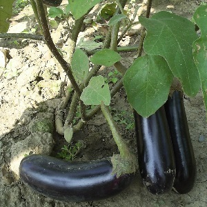 Modern yetiştiricilerden bir hediye - büyük meyveler ve etkileyici verimlerle Fabina f1 patlıcan