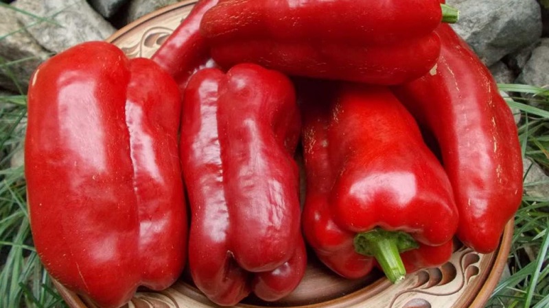Uma seleção das melhores variedades de pimentão para uso ao ar livre