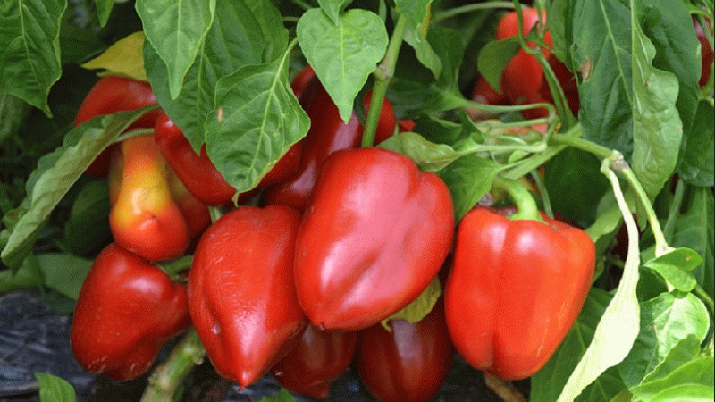 A selection of the best varieties of sweet peppers for outdoor use