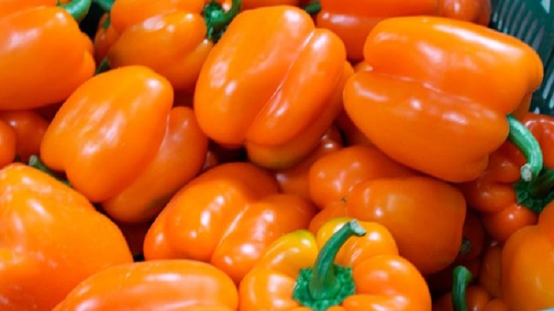 Výběr nejlepších odrůd papriky zeleninové pro venkovní použití