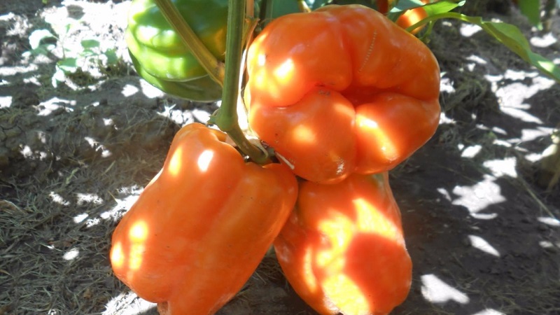 A selection of the best varieties of sweet peppers for outdoor use