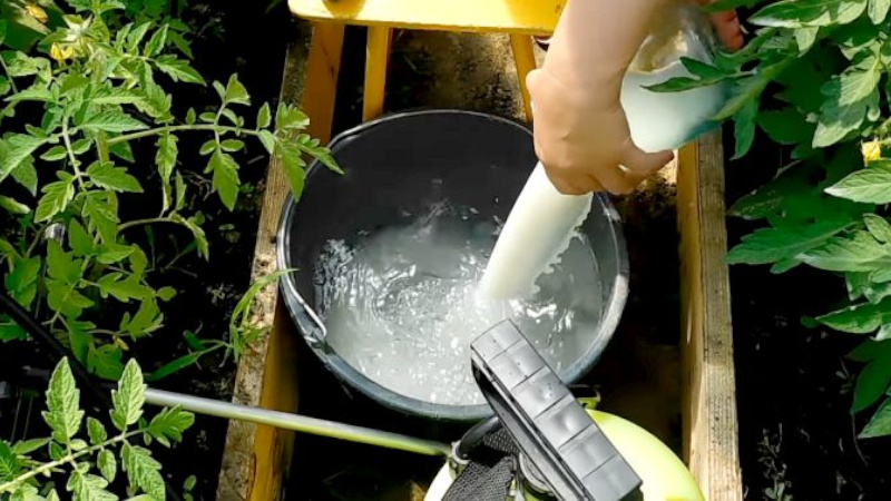 Domates ve salatalıkların peynir altı suyu ile gübrelenmesi: Fermente süt ürününün bol bir hasat elde etmek için faydaları