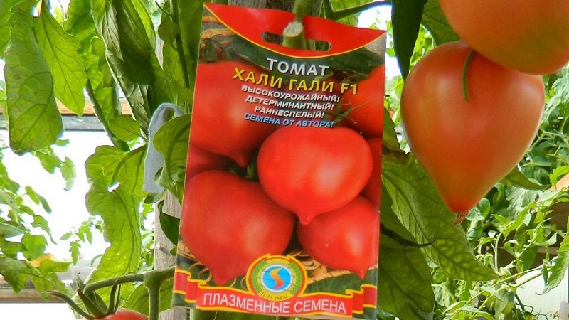 Nous obtenons une récolte record avec une tomate Hali Gali: astuces de vie des jardiniers et règles de base pour prendre soin d'un hybride