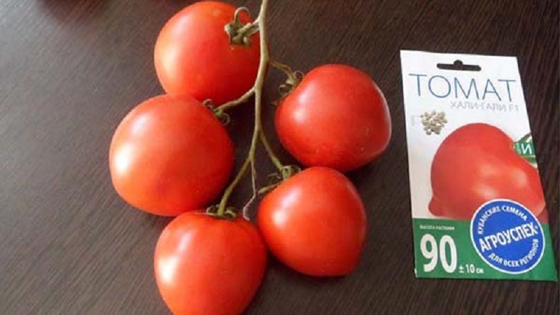 We krijgen een recordoogst met een Hali Gali-tomaat: levenshacks van tuinders en basisregels voor de zorg voor een hybride