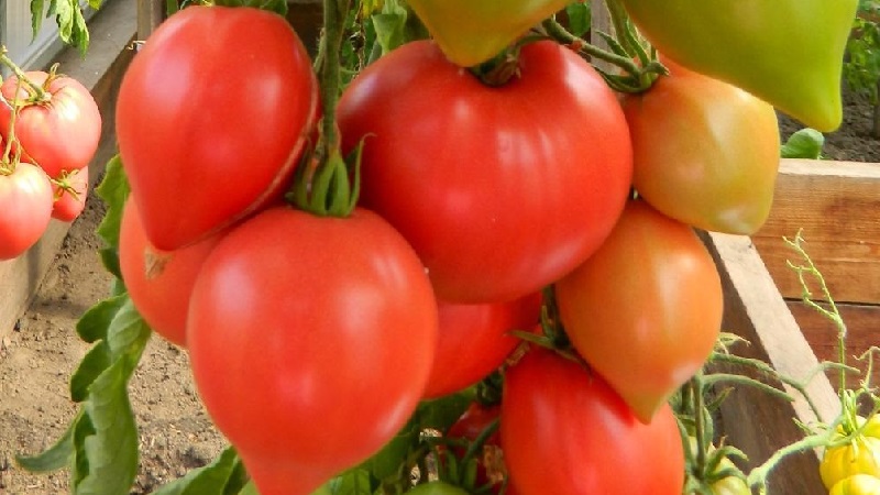 Chúng tôi thu hoạch được kỷ lục với cà chua của Hali Gali: cuộc đời của những người làm vườn và các quy tắc cơ bản để chăm sóc cà chua lai