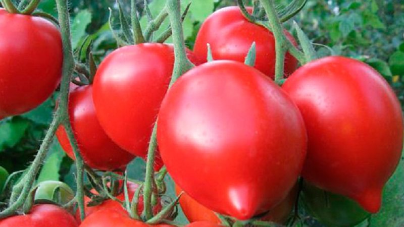 Παίρνουμε ρεκόρ συγκομιδής με την ντομάτα του Χάλι Γκάλι: αμυχές της ζωής των κηπουρών και βασικοί κανόνες για τη φροντίδα ενός υβριδίου