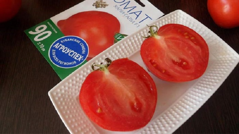 Chúng tôi thu hoạch được một vụ thu hoạch kỷ lục với cà chua Hali Gali: cuộc đời của những người làm vườn và các quy tắc cơ bản để chăm sóc cà chua lai