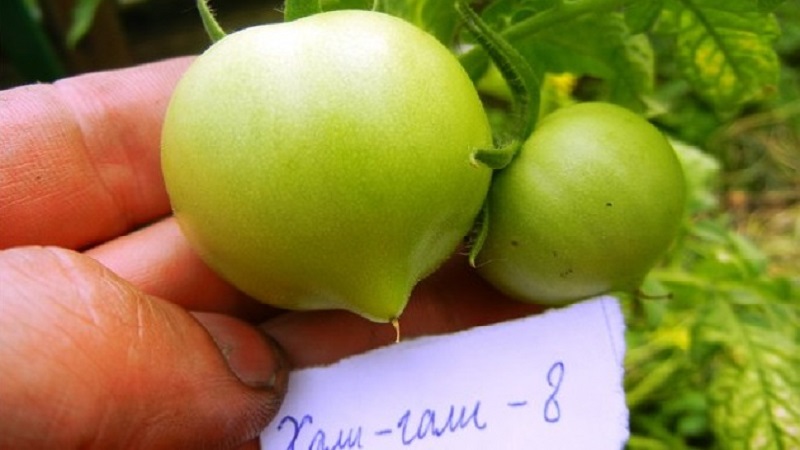 نحصل على حصاد قياسي مع طماطم هالي غالي: حيل حياة البستانيين والقواعد الأساسية لرعاية الهجين