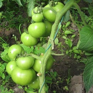 Hali Gali domatesi ile rekor bir hasat elde ediyoruz: bahçıvanların hayat kesmeleri ve melez bakımı için temel kurallar