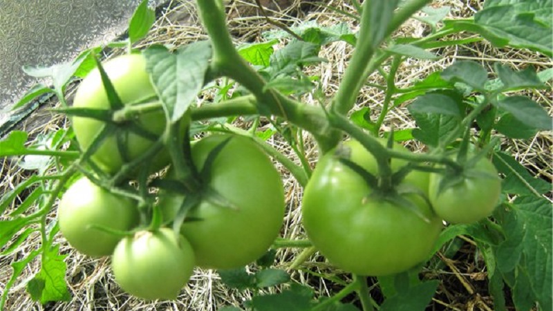 Nous obtenons une récolte record avec la tomate de Hali Gali: astuces de vie des jardiniers et règles de base pour prendre soin d'un hybride