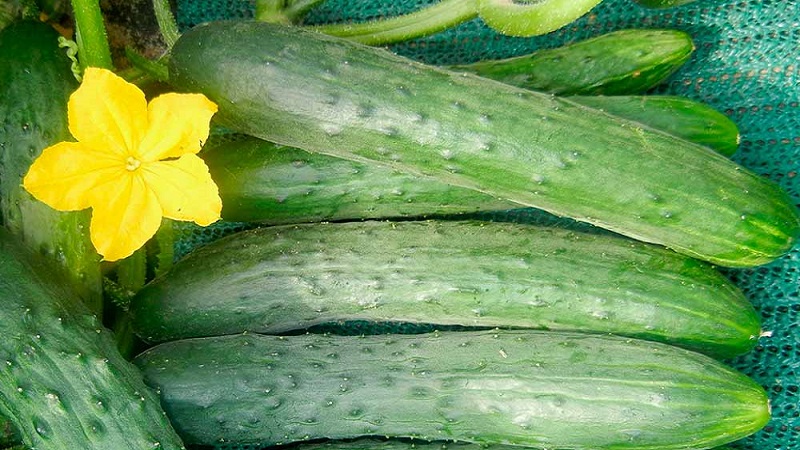 Bahçıvanlar arasında en popüler olan Zozulya salatalık seralar ve açık zeminler için