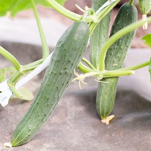 Bahçıvanlar arasında en popüler olan Zozulya salatalık seralar ve açık zeminler için