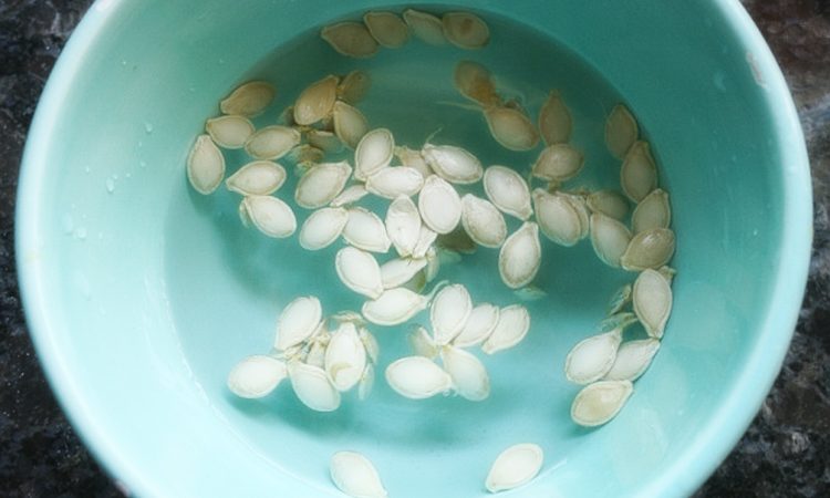 Ang sunud-sunod na teknolohiya para sa lumalagong zucchini sa isang greenhouse: sinusunod namin ang mga patakaran at nasiyahan ang resulta