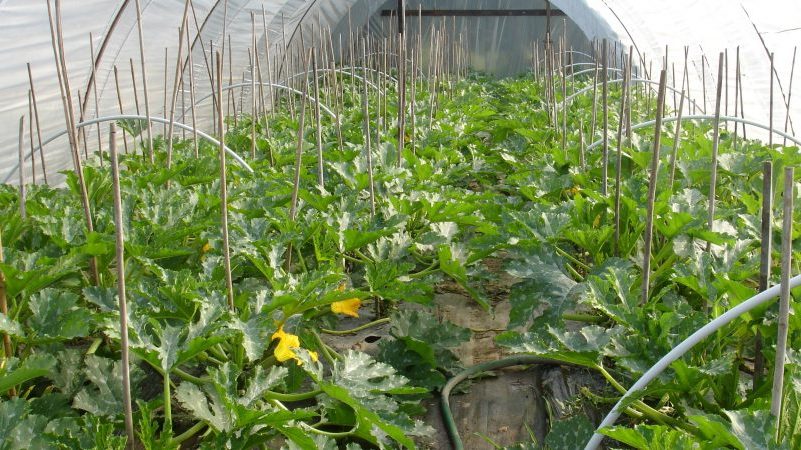 Step-by-step technology for growing zucchini in a greenhouse: we follow the rules and enjoy the result