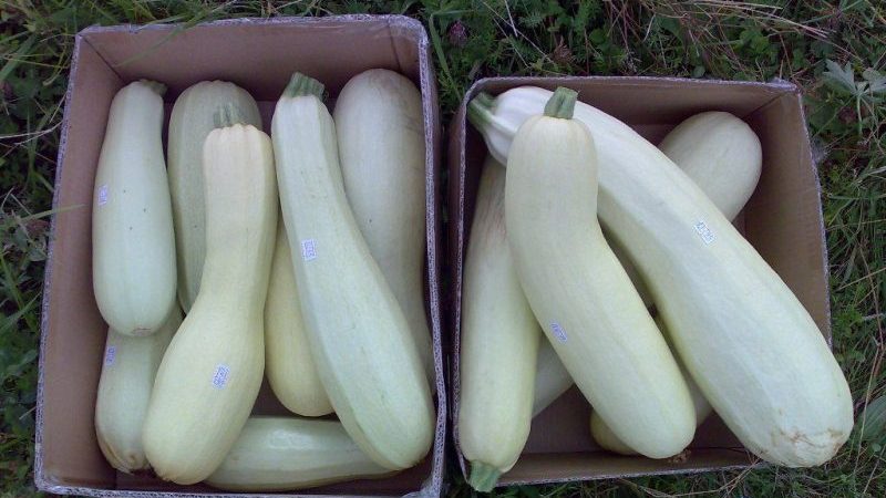Step-by-step technology for growing zucchini in a greenhouse: we follow the rules and enjoy the result